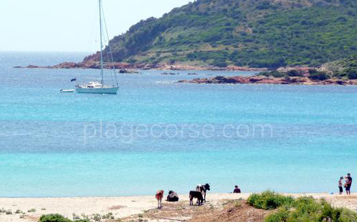 plage de la rondinara corse