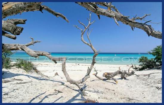 plage de saleccia