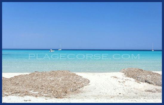Saleccia en Corse