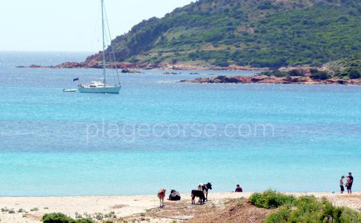 plage de la Tonnara sud corse